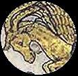 Biblioteca Virtual del Patrimoni Bibliogràfic